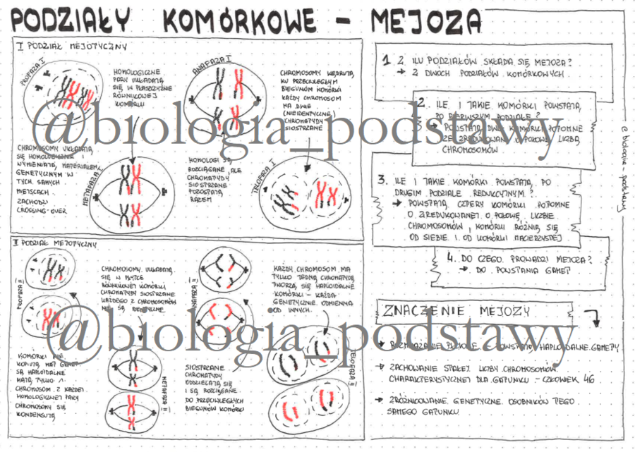 Klasa 8 - podziały komórkowe - mejoza - sketchnotka