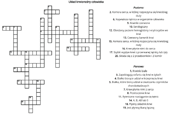Krzyżówka - układ krwionośny