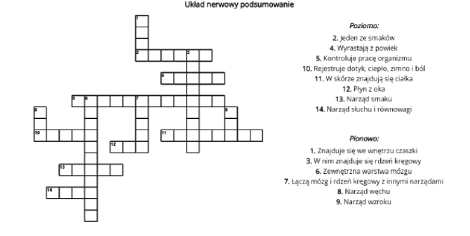 Krzyżówka - układ nerwowy podsumowanie lekcji