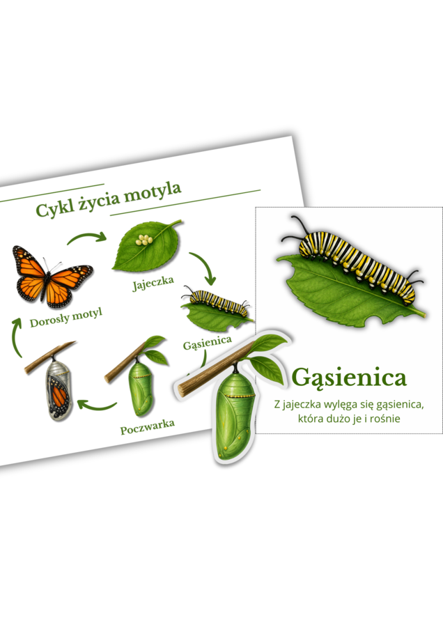 Cykl życia motyla