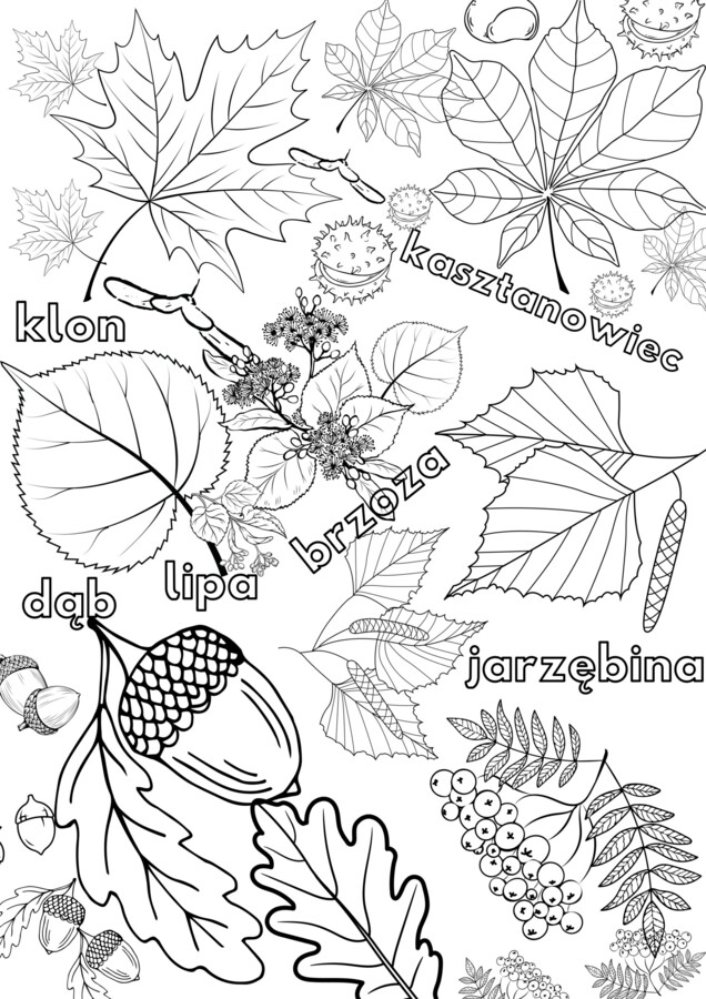 Kolorowanka XXL - edukacyjna, jesienne liście wraz z nazwami + owoce drzew