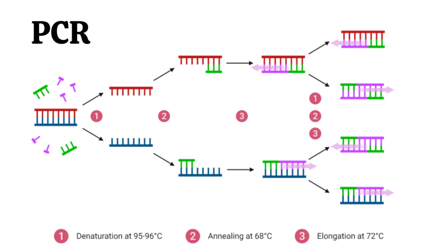 biotechnologia molekularna KLASA 4 ROZSZERZENIE BIOLOGIA