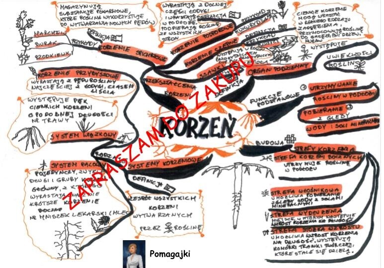 Biologia klasa 5 - korzeń