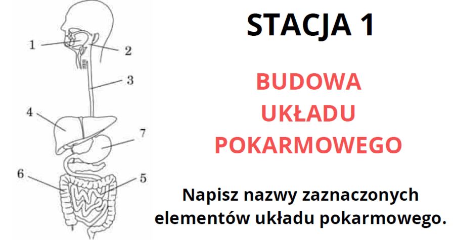 Układ pokarmowy