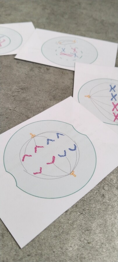 Fiszki - cykl komórkowy, mitoza, mejoza