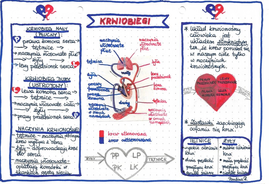 Układ krwionośny - krwiobiegi - kolor - klasa 7