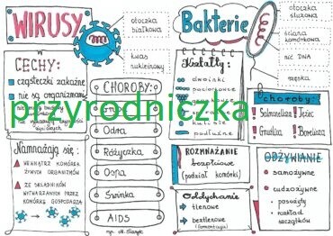 Klasa 5. Biologia. WIRUSY I BAKTERIE SKETCHNOTKA