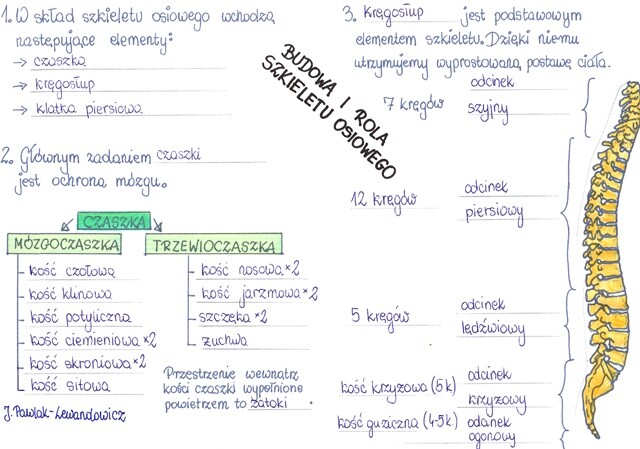 Rola i budowa szkieletu osiowego - część 1 - sketchnotka