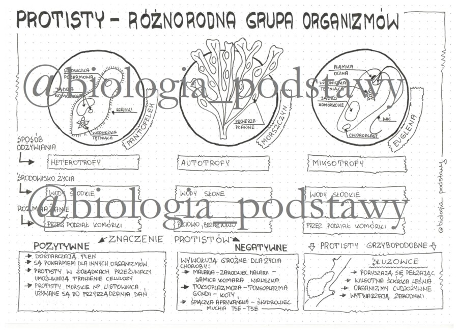 Klasa 5 - Protisty - sketchnotka