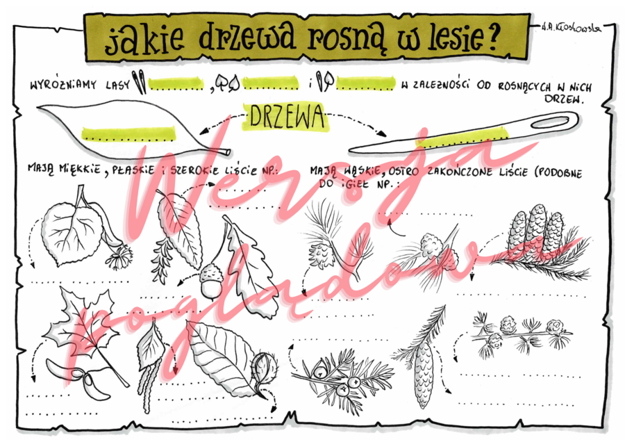Jakie drzewa rosną w lesie? -przyroda kl. 4