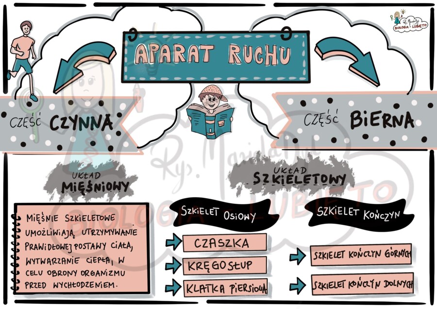 Aparat ruchu. Klasa 7 Wklejka do zeszytu.