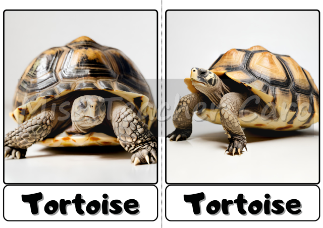 Flashcards - Animals - Pets