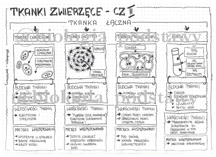 Klasa 6 - Tkanka łączna - sketchnotka