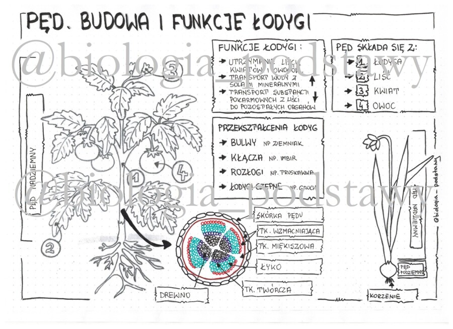 Klasa 5 - pęd. Budowa i funkcje łodygi - sketchnotka do pokolorowania