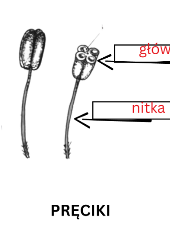 Budowa kwiatu - karty do nauki trójstopniowej
