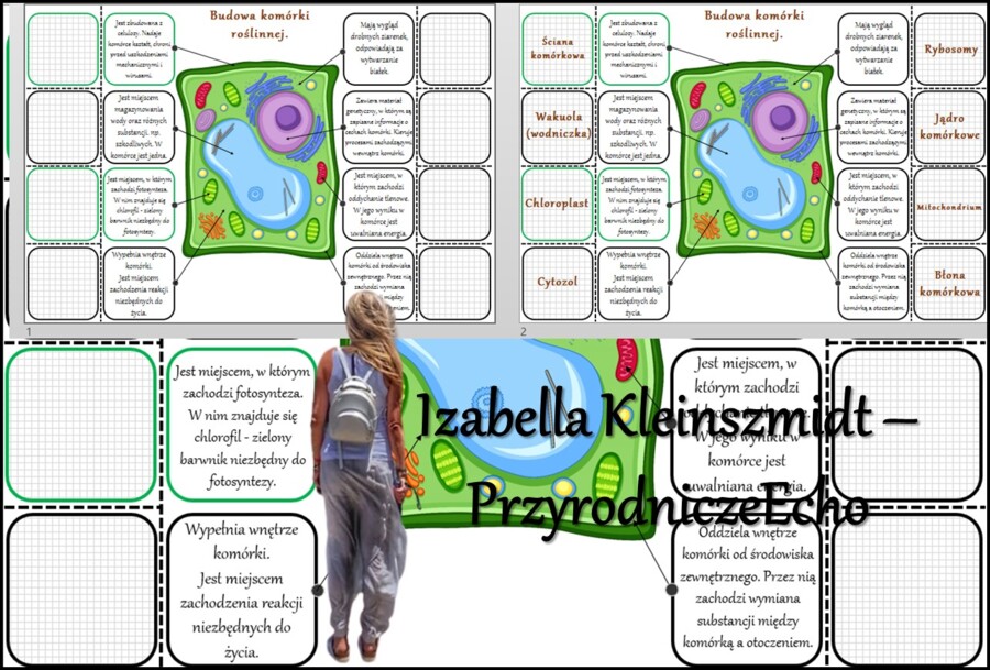 Notatka okienkowa/stacja zadaniowe/notatka/notatka graficzna/karta pracy/sketchnotka „Budowa komórki roślinnej” w pdf. Biologia 5 dział „Budowa i czynności życiowe organizmów”. Materiał wykonany na podstawie podręcznika z wydawnictwa Nowa Era – nowość 20