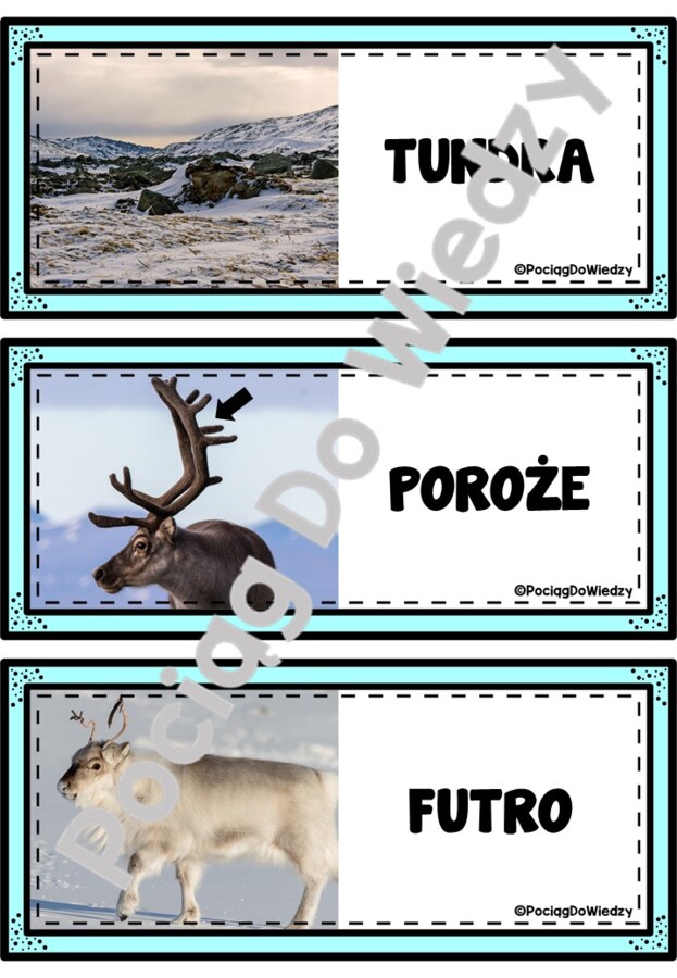 Zima - Wszystko o reniferach