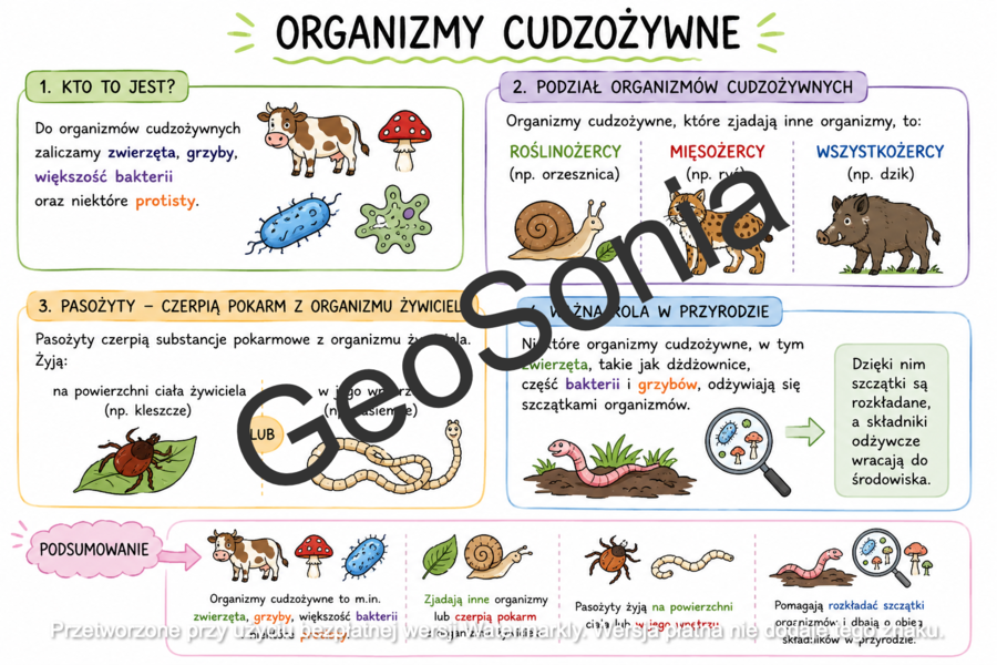 Cudzożywność sketchnotka biologia klasa 5