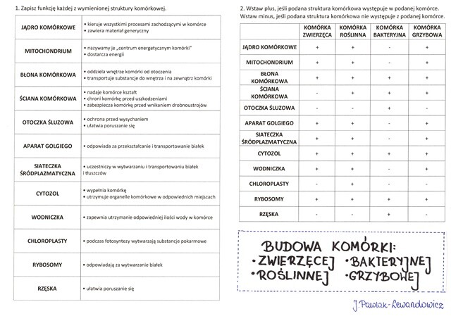 Budowa komórki zwierzęcej, roślinnej, bakteryjnej i grzybowej