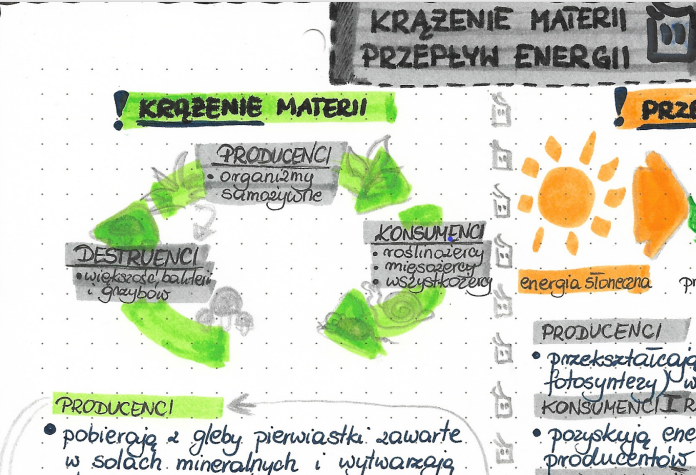 Krążenie materii i przepływ energii - EKOLOGIA - kolor