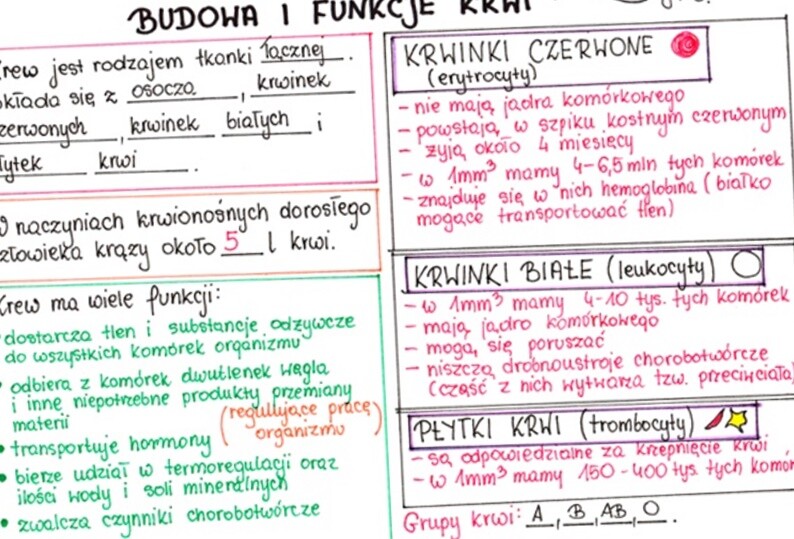 Budowa i funkcje krwi (sketchnotka)