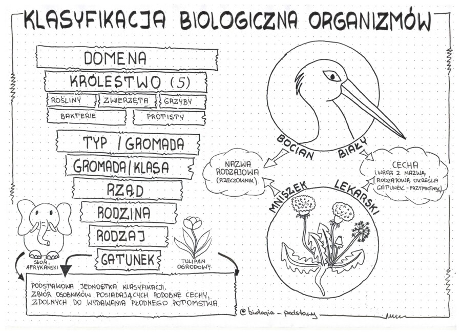 Klasa 5 - Klasyfikacja organizmów - pakiet