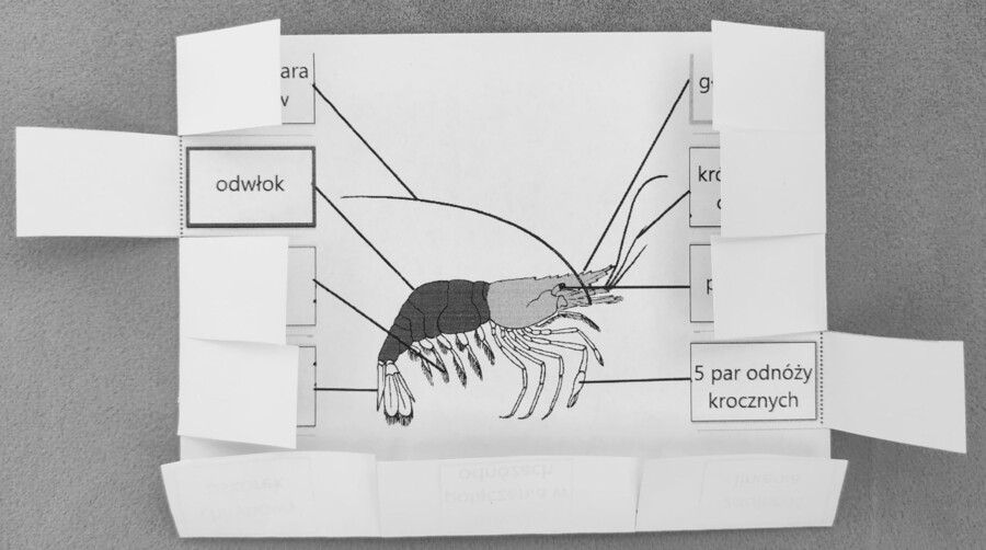 Skorupiaki - okienkowa notatka