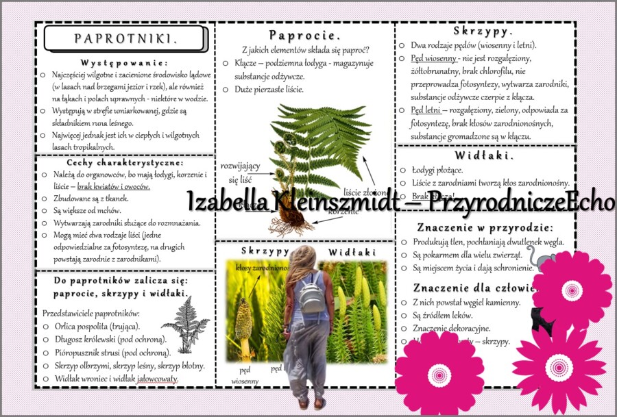 Sketchnotka/książeczka/notatka/wklejka/ściąga dla ucznia i przypomnienie dla nauczyciela/edukacja domowa. Temat „Paprotniki”. Materiał w pdf. Biologia 5, dział „Różnorodność roślin”. Nowość 2024/2025.