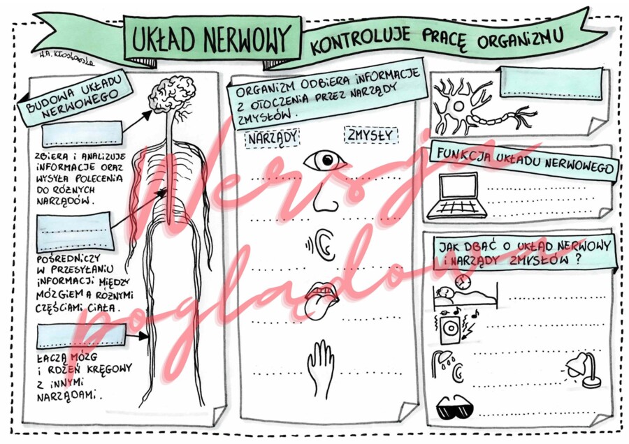 Układ nerwowy kontroluje pracę organizmu - przyroda kl. 4