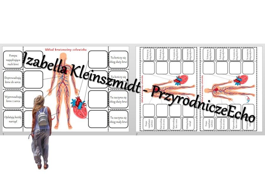 Notatka okienkowa „Budowa układu krwionośnego”. Przyroda 4 / Biologia 7. „Układ krwionośny”