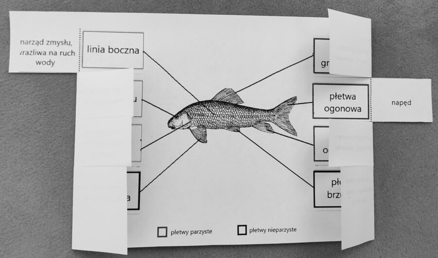 Ryby - okienkowa notatka