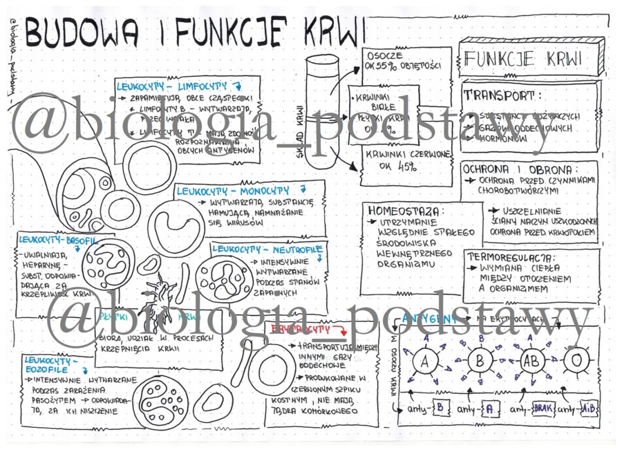 Klasa 7 - Budowa krwi - sketchnotka