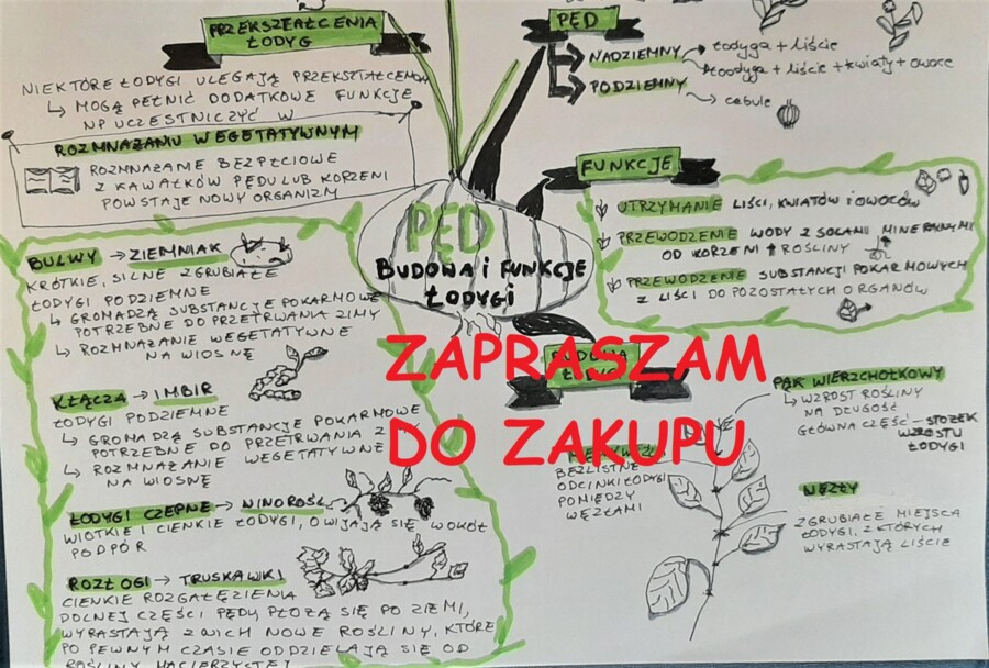 ?Biologia klasa 5 - pęd, budowa i funkcje łodygi