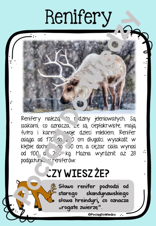 Zima - Wszystko o reniferach