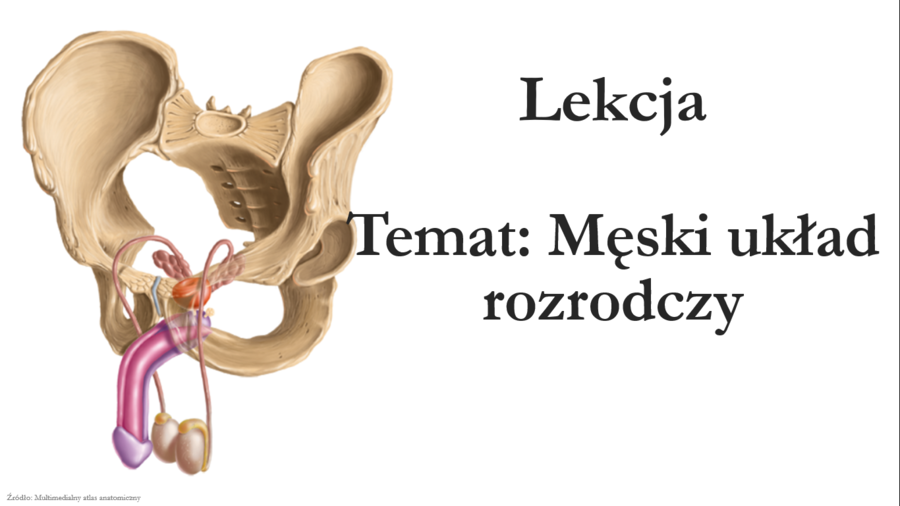 Męski układ rozrodczy - klasa 7 - prezentacja