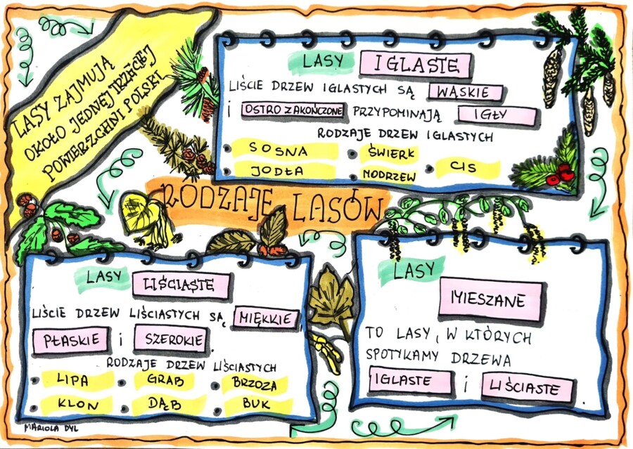 Rodzaje lasów. Kolorowa sketchnotka. Klasa 4