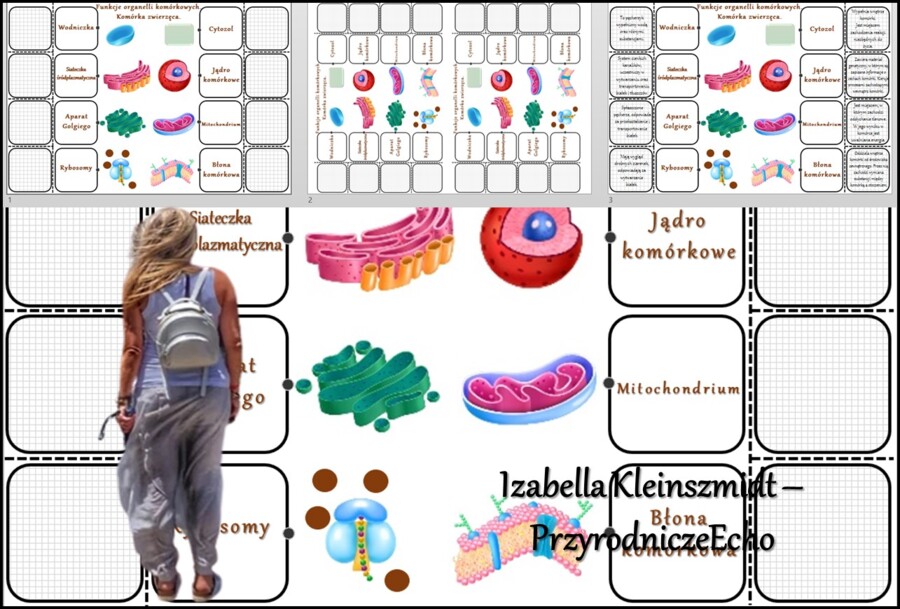 Notatka okienkowa/stacja zadaniowe/notatka interaktywna/notatka graficzna/karta pracy/sketchnotka „Funkcje organelli komórkowych komórki zwierzęcej”, „Komórka zwierzęca” w pdf. Biologia 5. Dział „Budowa i czynności życiowe organizmów”. Materiał wykonany 