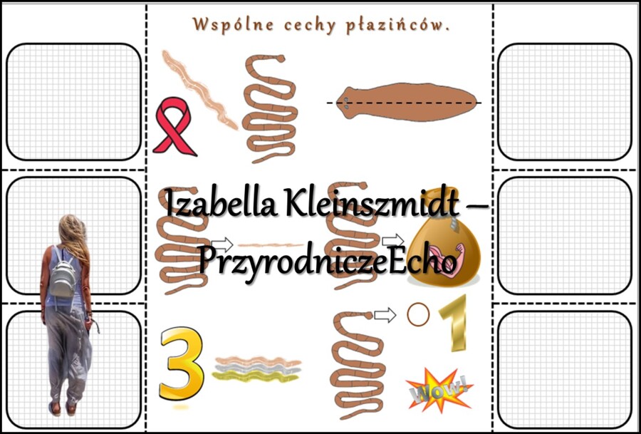 Notatka okienkowa/stacja zadaniowe/notatka interaktywna/notatka graficzna/karta pracy/sketchnotka „Płazińce”, „Płazińce - zwierzęta, które mają płaskie ciała” w pdf. Biologia 6 , dział „Od parzydełkowców do pierścienic”. Materiał wykonany na podstawie po