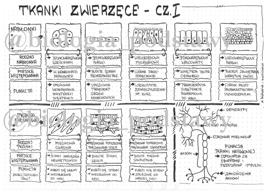 Klasa 6 - Tkanki: nabłonkowa, mięśniowa, nerwowa - sketchnotka