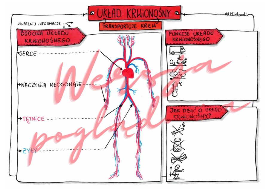 Układ krwionośny transportuje krew kl. 4