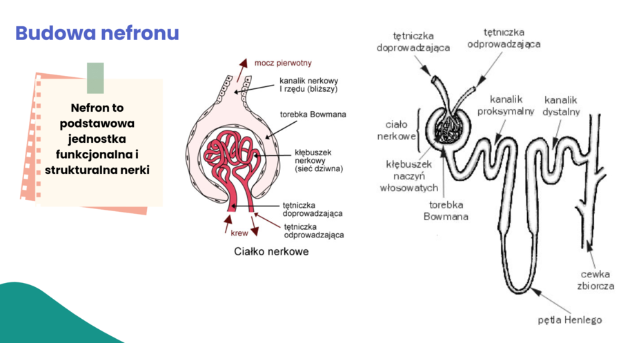 Układ wydalniczy 3 KLASA ROZSZERZENIE BIOLOGIA