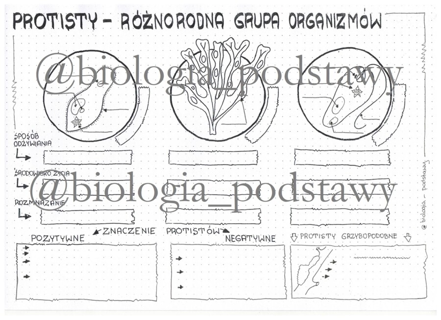 Klasa 5 - Protisty - karta pracy