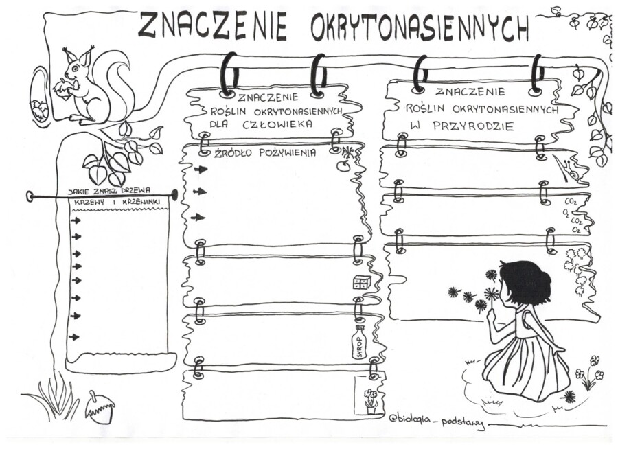 Okrytonasienne - klasa 5 - karta pracy cz.3