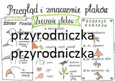 Klasa 6. Biologia. Przegląd i znaczenie ptaków.