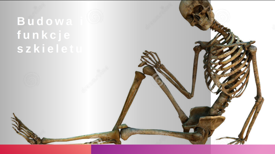 Układ ruchu KLASA 3 ROZSZERZENIE BIOLOGIA