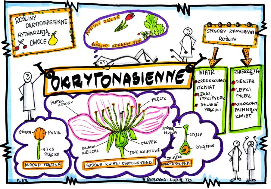 Klasa 5. Biologia. Okrytonasienne (karta pracy kolorowa)