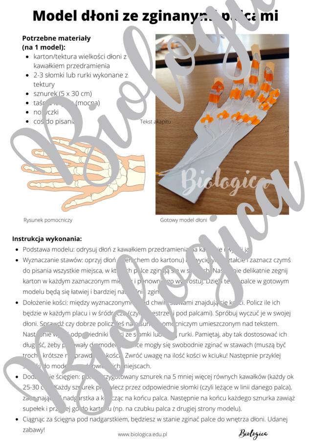 Model dłoni ze zginanymi palcami [polski/english]