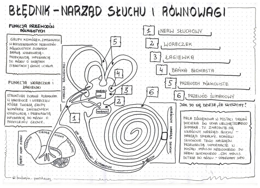Ucho - klasa 7 - sketchnotka