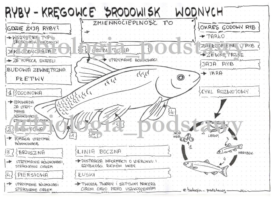 Klasa 6 - Ryby - sketchnotka
