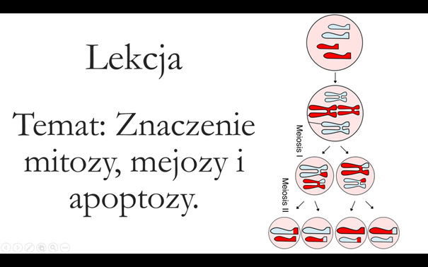Klasa 1 ( podstawa) - Cykl komórkowy. Mejoza - prezentacja